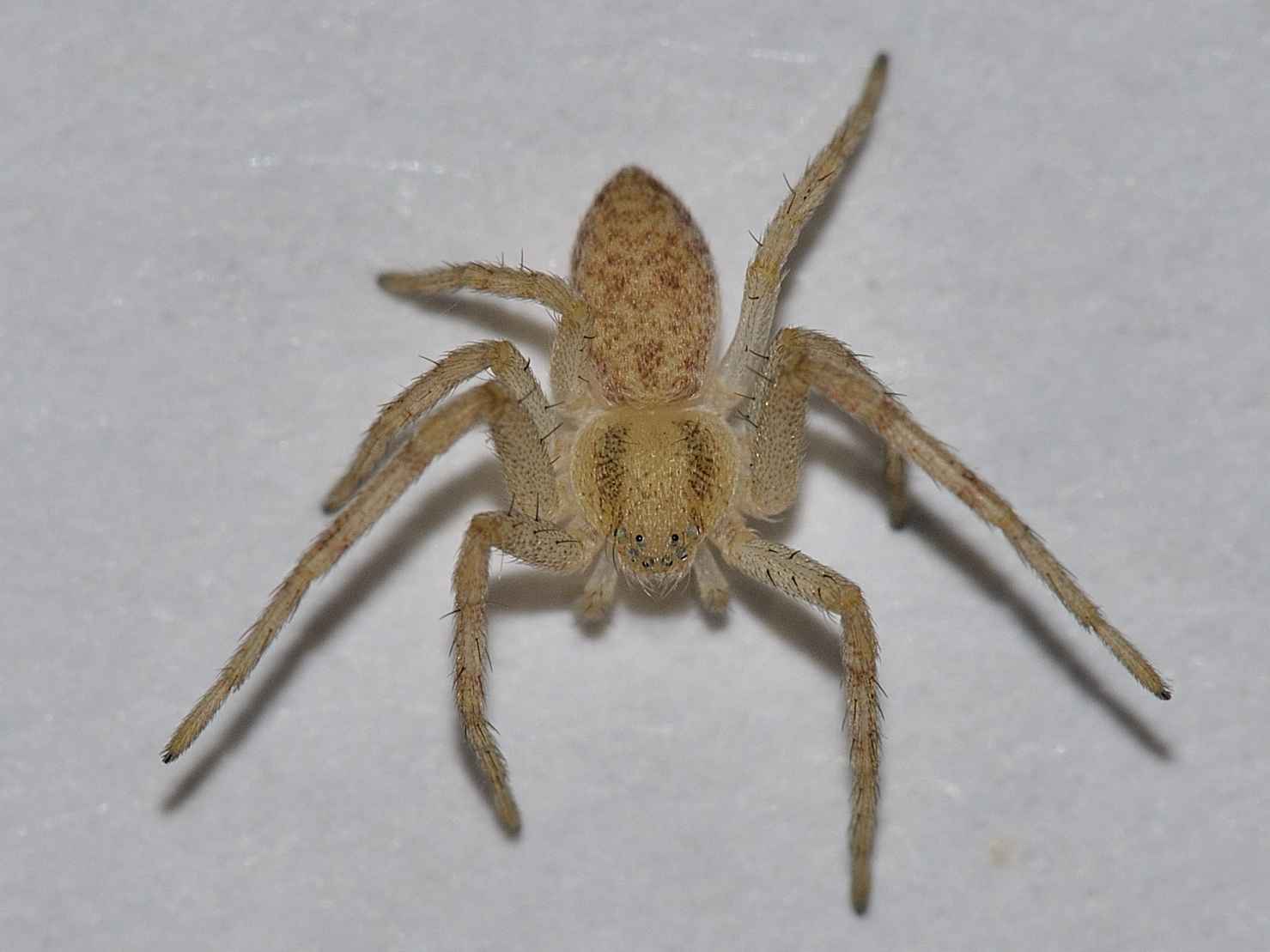 Philodromus sp.